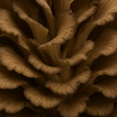 Maitake mushroom