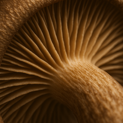 Shiitake mushroom