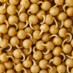 Sprouted quinoa